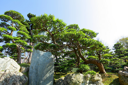 中国菜园锦鲤喷泉植物植物学晴天反射花园冥想绿色植物园林图片