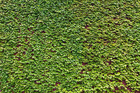 砖墙上红绿色长春藤叶的背景图片