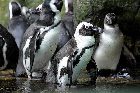企鹅享受岩石微笑游泳乐趣荒野情调动物园燕尾服生活图片