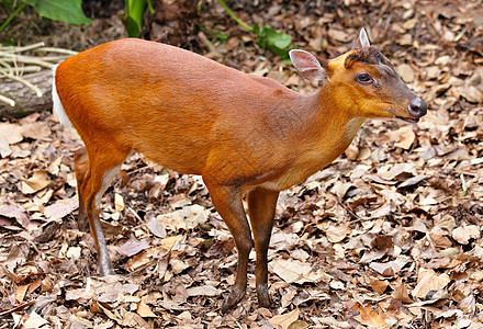 印地安混音c红麂牛角荒野动物园树皮状展示危险动物麂子图片
