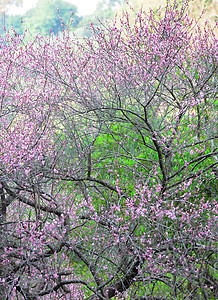 梅花花期美丽李子衬套乡村植物群粉色花朵季节花瓣图片