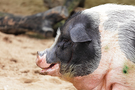 猪猪肉农场黑色熏肉粉色小狗图片