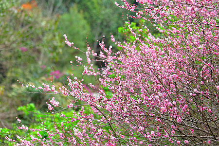 梅花花季节粉色宏观李子植物群衬套园艺美丽花瓣植物图片