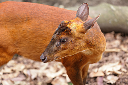 印度蒙特贾c牛角展示麂子树皮状动物动物园荒野危险红麂图片