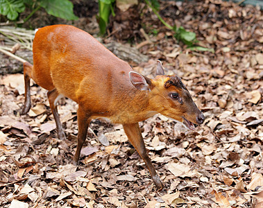印度蒙特贾c红麂动物危险麂子荒野动物园牛角展示树皮状图片
