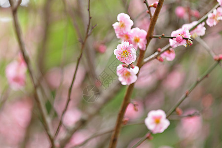 普拉姆花花阳光公园花园草地风景生长叶子农村森林绿色图片