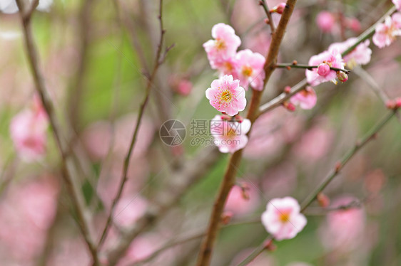 普拉姆花花阳光公园花园草地风景生长叶子农村森林绿色图片