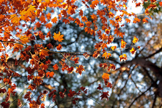 带有选定焦点的彩色干叶蓝色黄色天空树木叶子树叶季节性红色图片