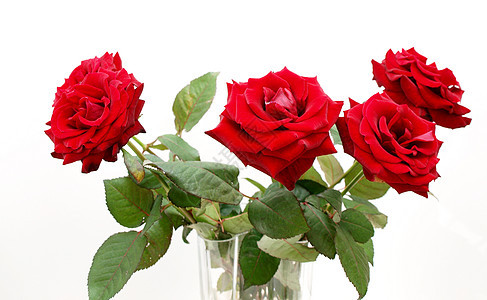 红玫瑰植物学红色玫瑰白色植物群念日花店植物花瓣花瓶图片