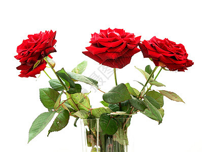 红玫瑰花瓣礼物花瓶花束芙蓉庆典红色植物玫瑰植物学图片