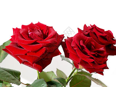 红玫瑰芙蓉植物学花瓶庆典花瓣礼物植物玫瑰植物群花店图片