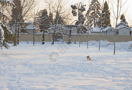 狗在雪中奔跑棕色动物朋友团体乐趣小狗团队哺乳动物宠物犬类图片