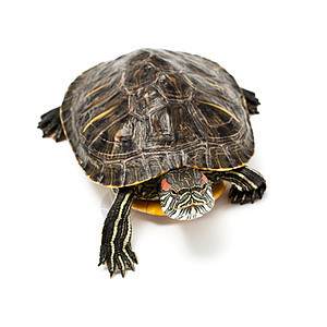 爬行动物耐力草食性宠物乌龟工作室蜥蜴人棕色白色图片