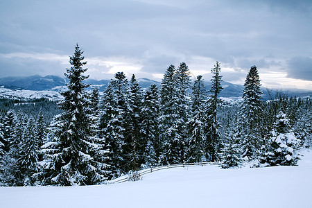 冬季森林蓝色针叶白色地形季节天空场景图片