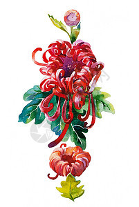 红色菊花模式图片
