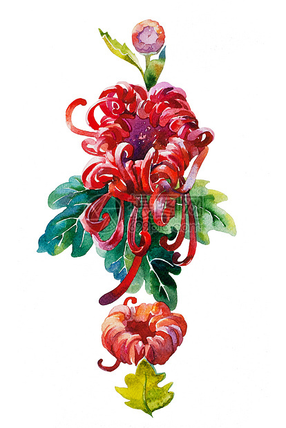 红色菊花模式图片