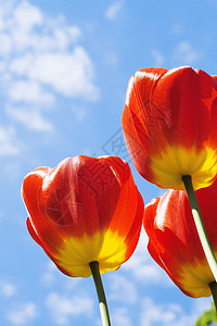 带有红色郁金香的字段园艺花束叶子宏观蓝色场地花瓣花园天空生长图片