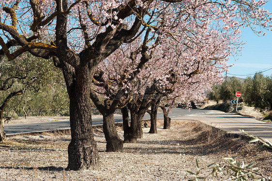 杏仁种植晴天树木阳光风景粉色农业种植园场地水平树林图片