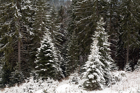 冬季森林季节绿色白色枞树图片