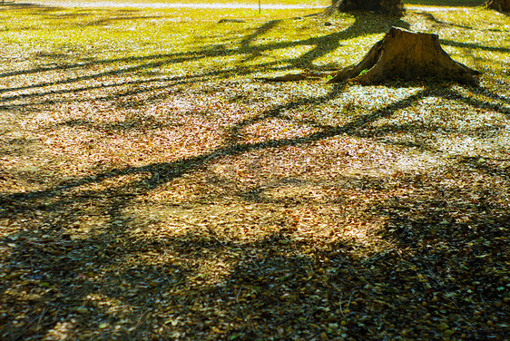 有树影的弃置立木绿色场景树桩橙子背叛日光灯光木头季节花园图片