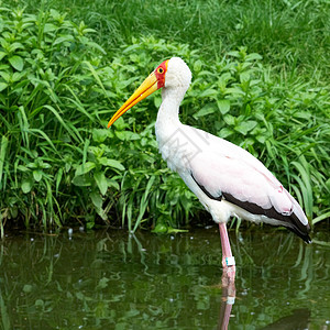 赶黄草非洲鸟黄卷 (米氏ibis)背景