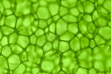 单元格绿背景叶绿素显微镜技术样本宏观墙纸气泡药品生活微管图片