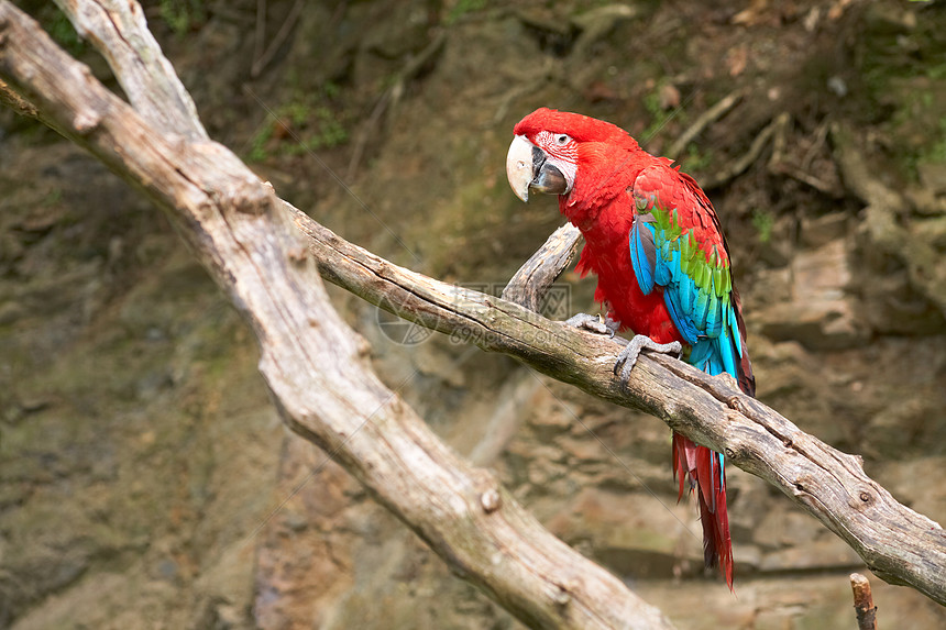 树枝上的金刚石宠物动物园热带雨林异国动物野生动物栖息外套荒野图片