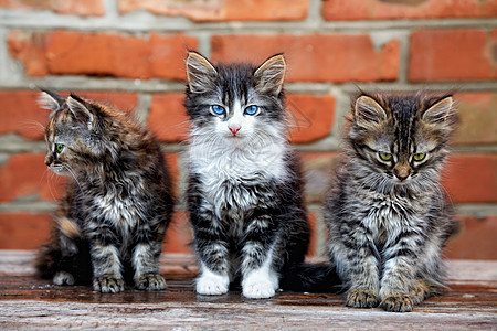 三只小猫在砖头背景上宠物胡须虎斑哺乳动物休息爪子混种猫咪毛皮好奇心图片