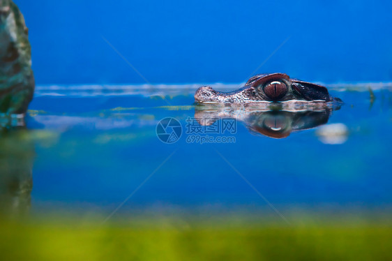 小鳄鱼头在水面上宠物动物园荒野眼睛水族馆脊椎动物游泳皮肤沼泽地沼泽图片