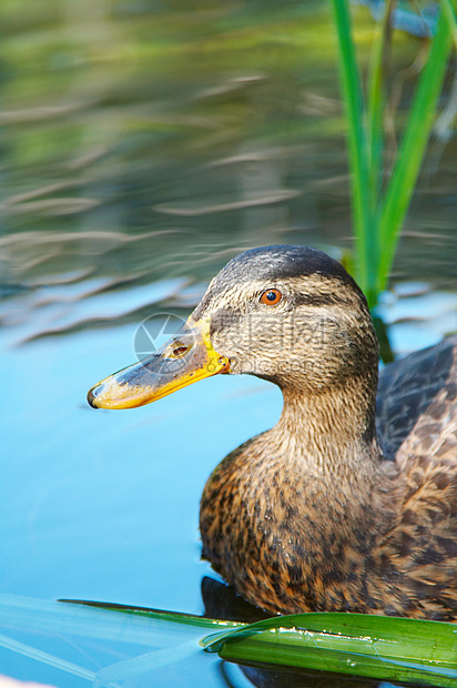鸭子在水中荒野池塘波纹家禽公园蓝色鸟类野生动物游泳水禽图片