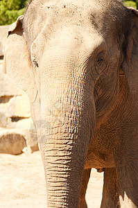 大象在动物园中树干领导动物野生动物厚皮力量哺乳动物灰色皮肤鼻子图片
