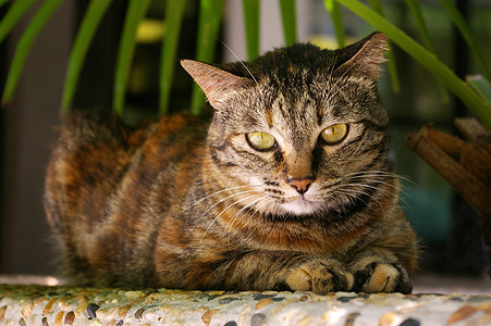 一只猫躺在岩石上太阳植物橙子宠物阳光猫咪鼻子眼睛头发木头图片