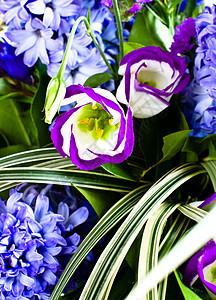 蓝青模糊 亚丁 花束棕色花园花瓣黄色植物紫色蓝色鼻子绿色白色图片