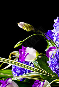 花朵的发芽植物白色植物群花园绿色花瓣黑色蓝色棕色花束图片