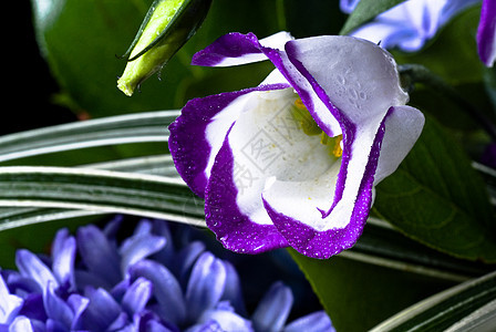花朵的发芽植物群花园蓝色紫色白色鼻子植物黄色棕色花束图片