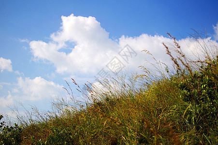 绿草和蓝天空生长墙纸晴天场地风景天空树叶植物牧场生态图片