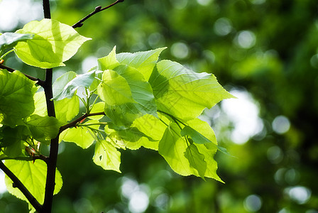 有绿叶的树枝射线绿色植物衬套叶子阴影太阳森林生长投标图片