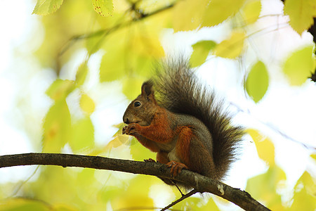 秋天森林中的松松鼠眼睛荒野尾巴哺乳动物生物头发冒充栗鼠木头动物图片