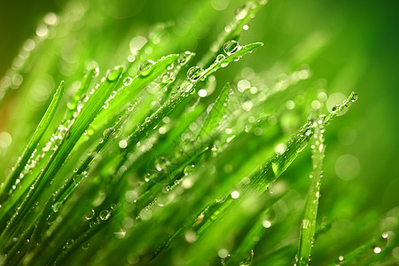 草地上露露叶子宏观雨滴液体植物生长环境水滴草本植物树叶图片