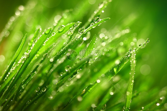 草地上露露叶子宏观雨滴液体植物生长环境水滴草本植物树叶图片