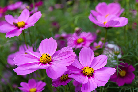 粉粉宇宙花朵雏菊叶子场地菊科公园天空季节花瓣植物群花园图片