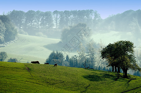 绿色农村的景观图景图片