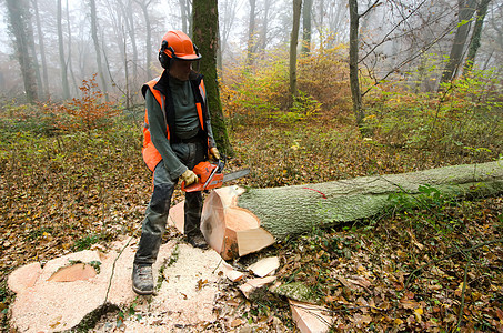 伐木工人和林木树干安全木材工作工人林业头盔成年人力量木头图片