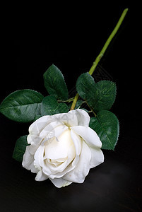 白单玫瑰花瓣花朵叶子季节植物群念日庆典礼物花束植物图片