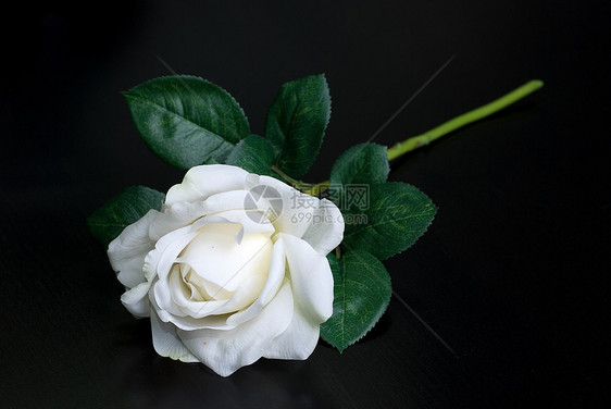 白单玫瑰庆典季节念日花瓣花园礼物叶子植物玫瑰反射图片
