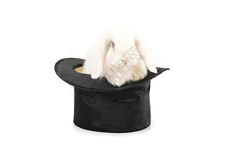 黑帽子兔子娱乐棍棒纺织品哺乳动物魔法帽子外套耳朵头发工作室图片