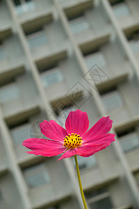 鲜花和建筑背景图片