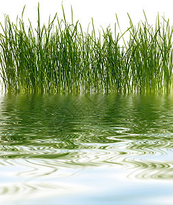 新鲜青草季节太阳洪水天气地平线生长草地小麦场景天堂图片