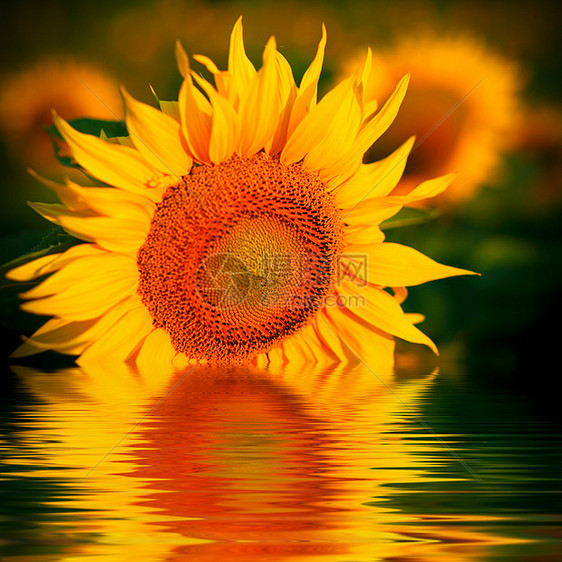 水中的鲜花草地季节天空雏菊植物剪辑阳光花瓣宏观太阳图片