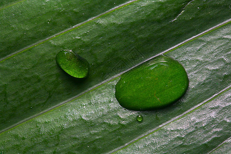 绿叶的一部分雨滴绿色宏观植物季节图片